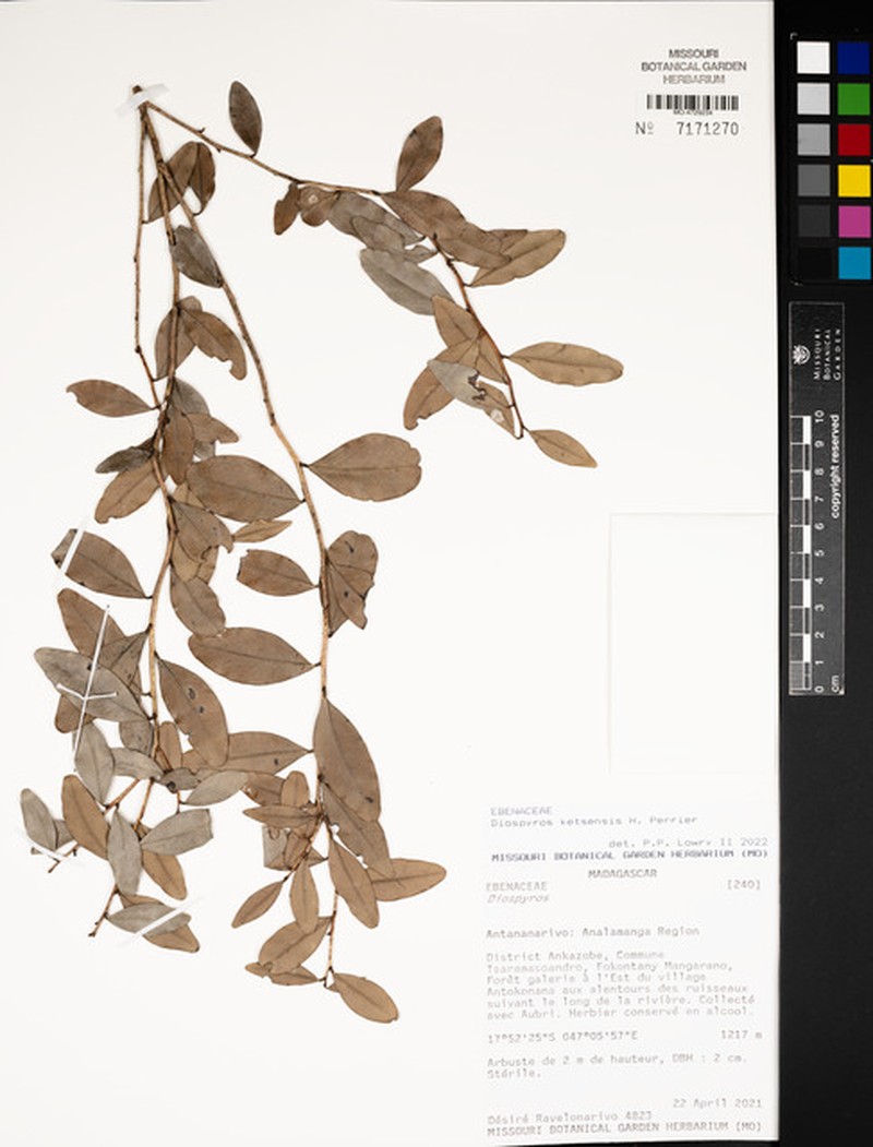 Diospyros ketsensis photo 3