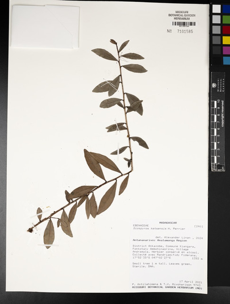 Diospyros ketsensis photo 4