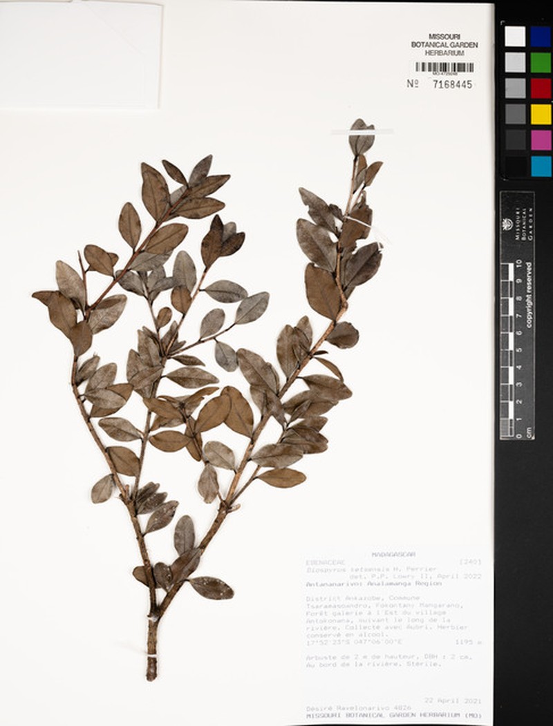 Diospyros ketsensis photo 5