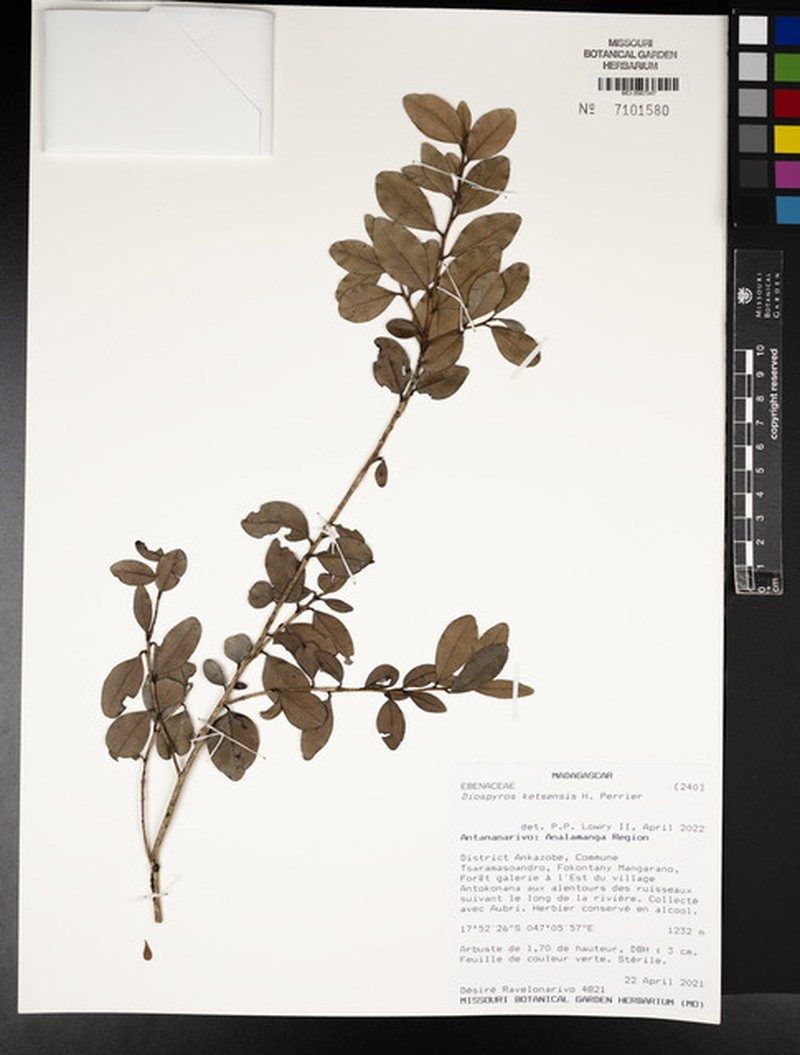 Diospyros ketsensis photo 6
