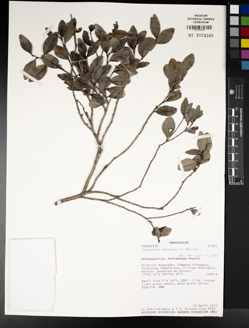 Diospyros ketsensis photo 7