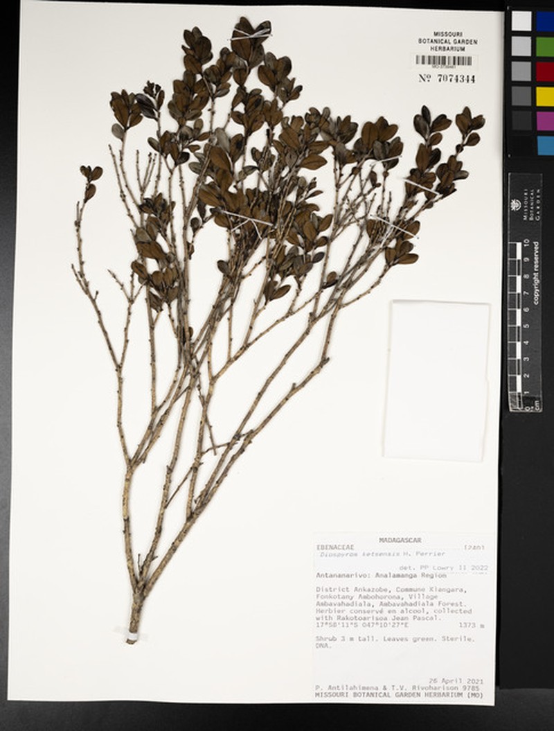 Diospyros ketsensis photo 8