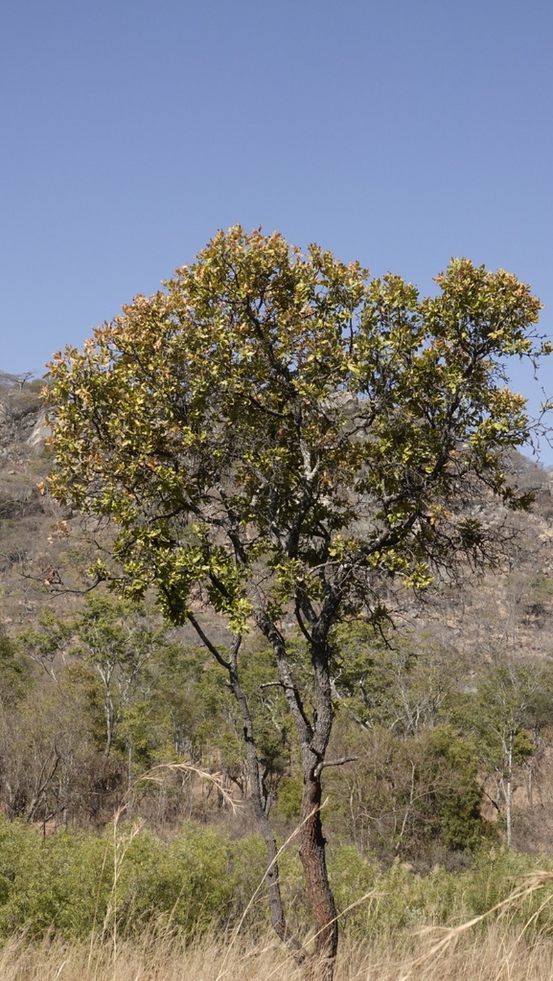 Diospyros kirkii