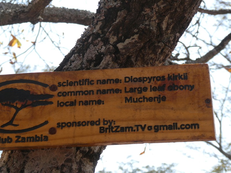 Diospyros kirkii photo 2