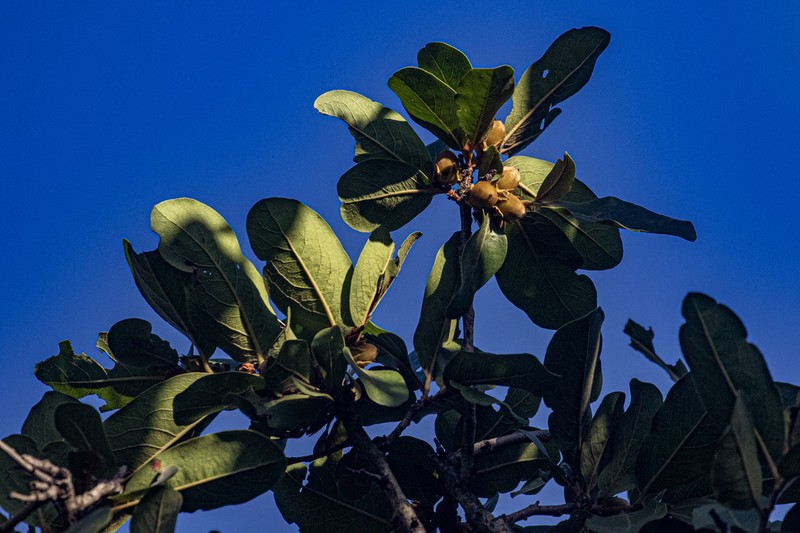 Diospyros kirkii photo 3