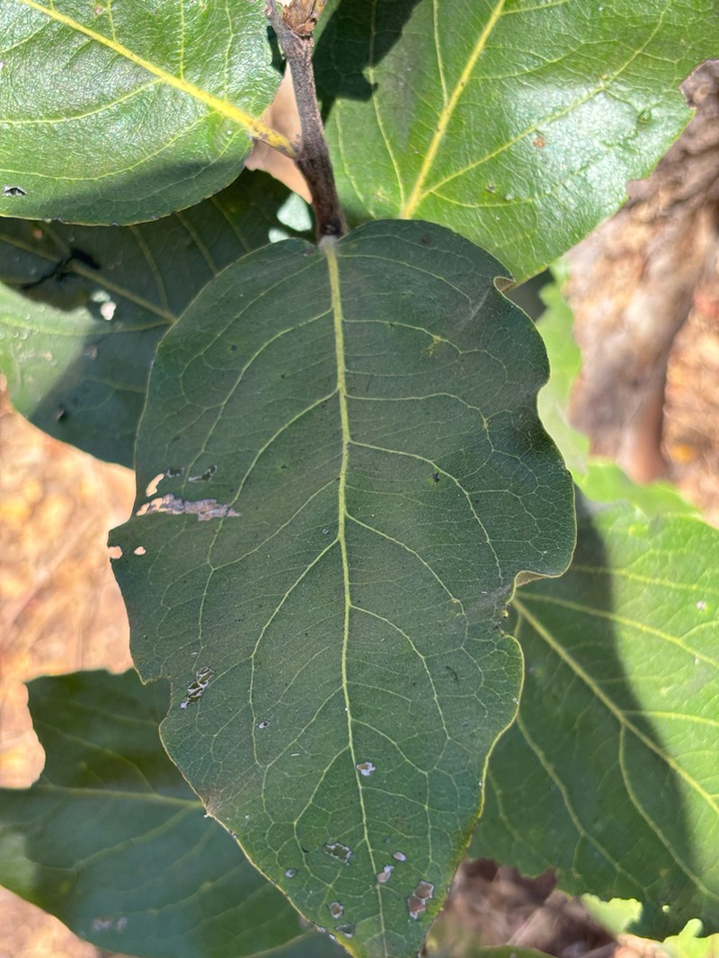 Diospyros kirkii photo 4