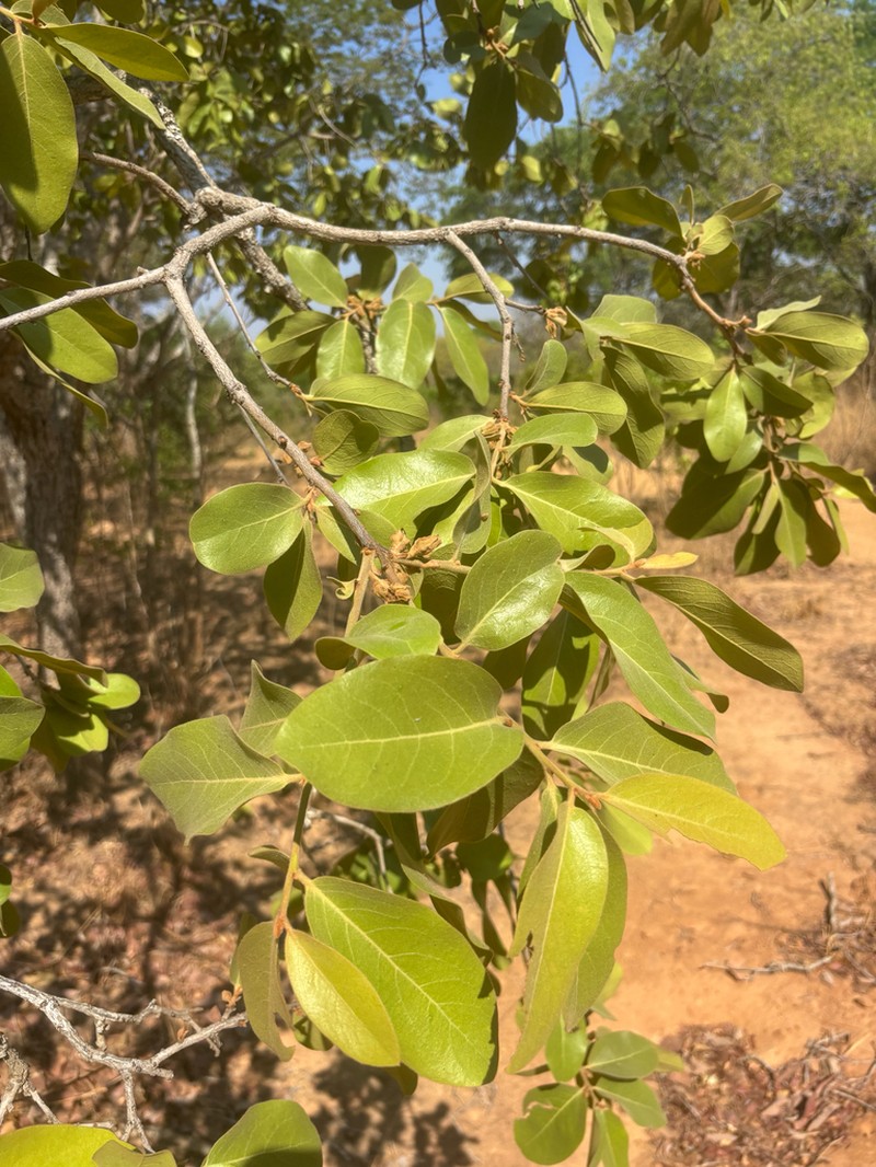 Diospyros kirkii photo 5