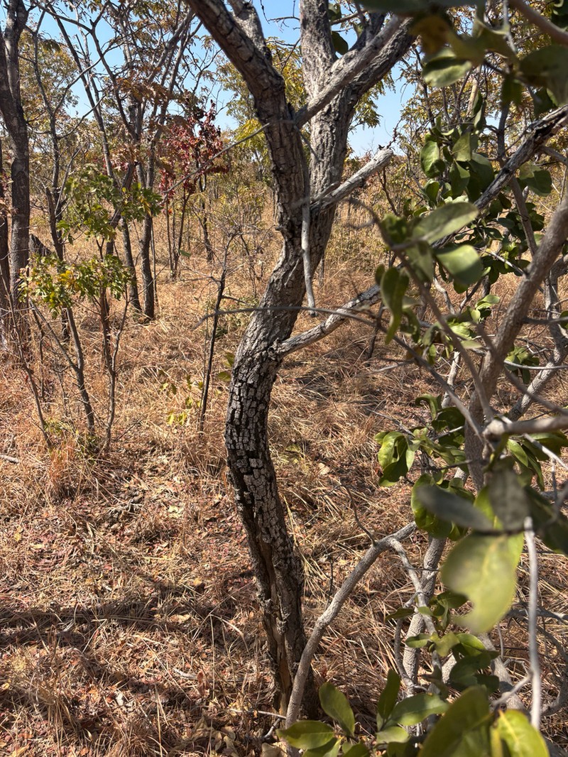 Diospyros kirkii photo 6