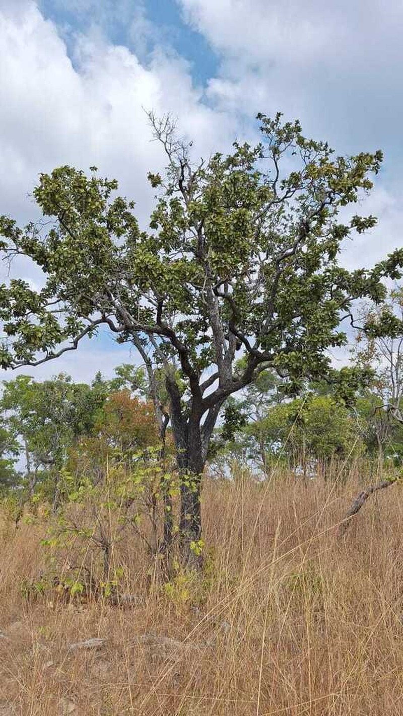 Diospyros kirkii photo 7