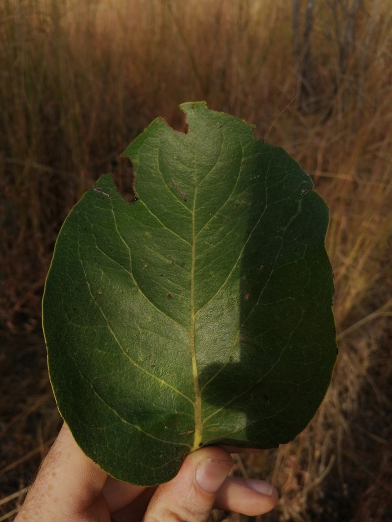 Diospyros kirkii photo 8