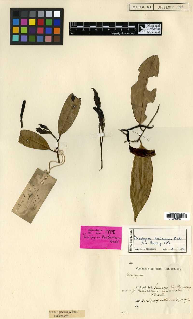 Diospyros koeboeensis