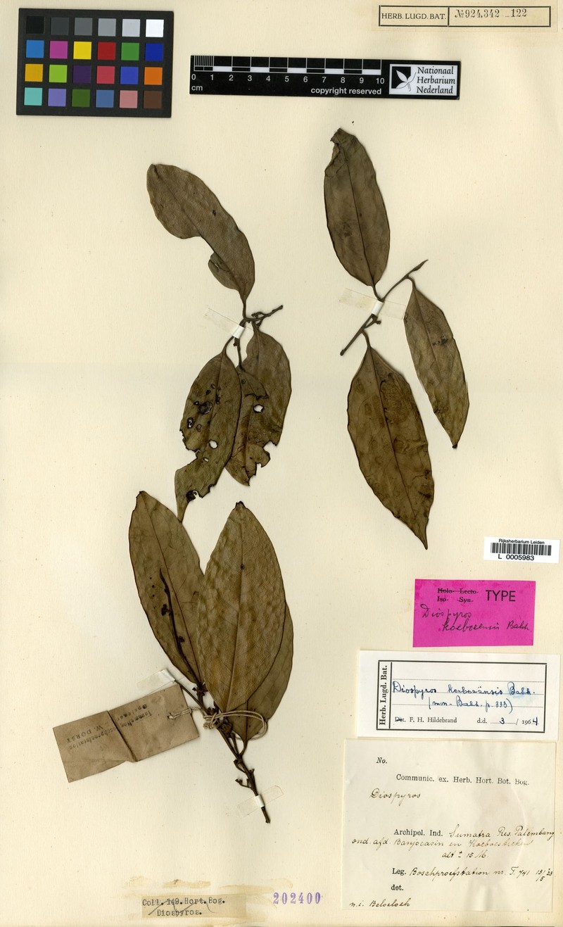 Diospyros koeboeensis photo 2