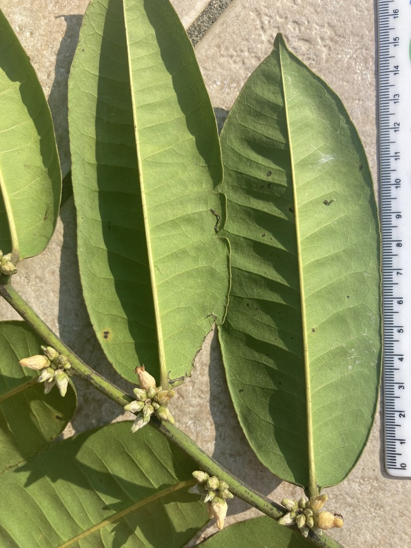 Diospyros kondor photo 2