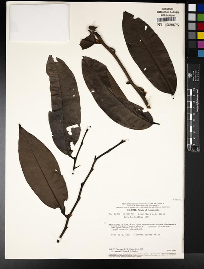 Diospyros kondor photo 3