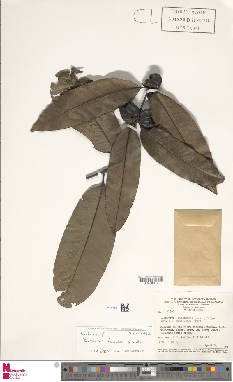 Diospyros kondor photo 4