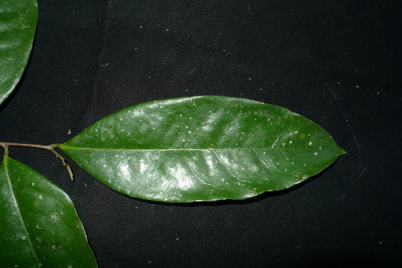 Diospyros korthalsiana
