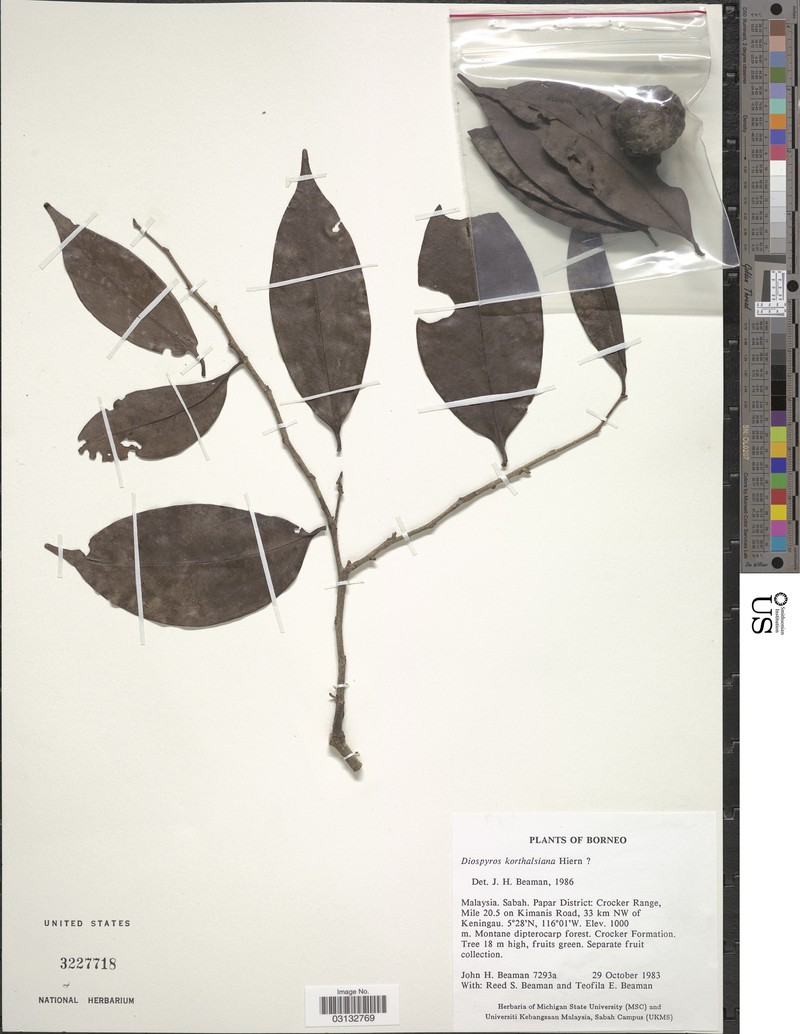 Diospyros korthalsiana photo 2