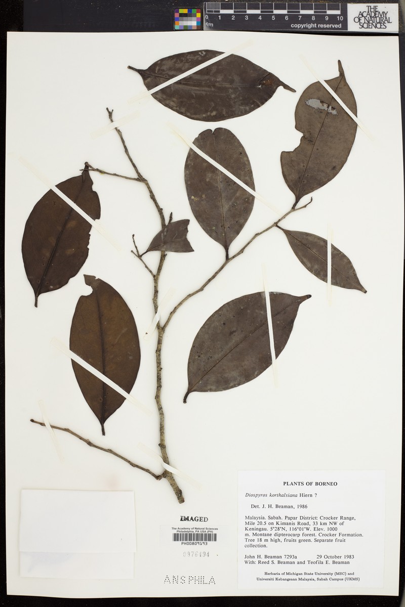 Diospyros korthalsiana photo 3
