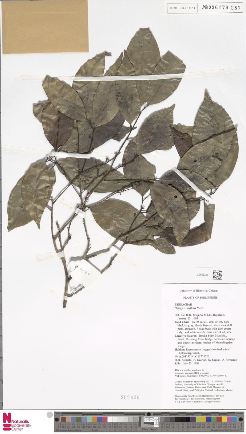 Diospyros korthalsiana photo 4