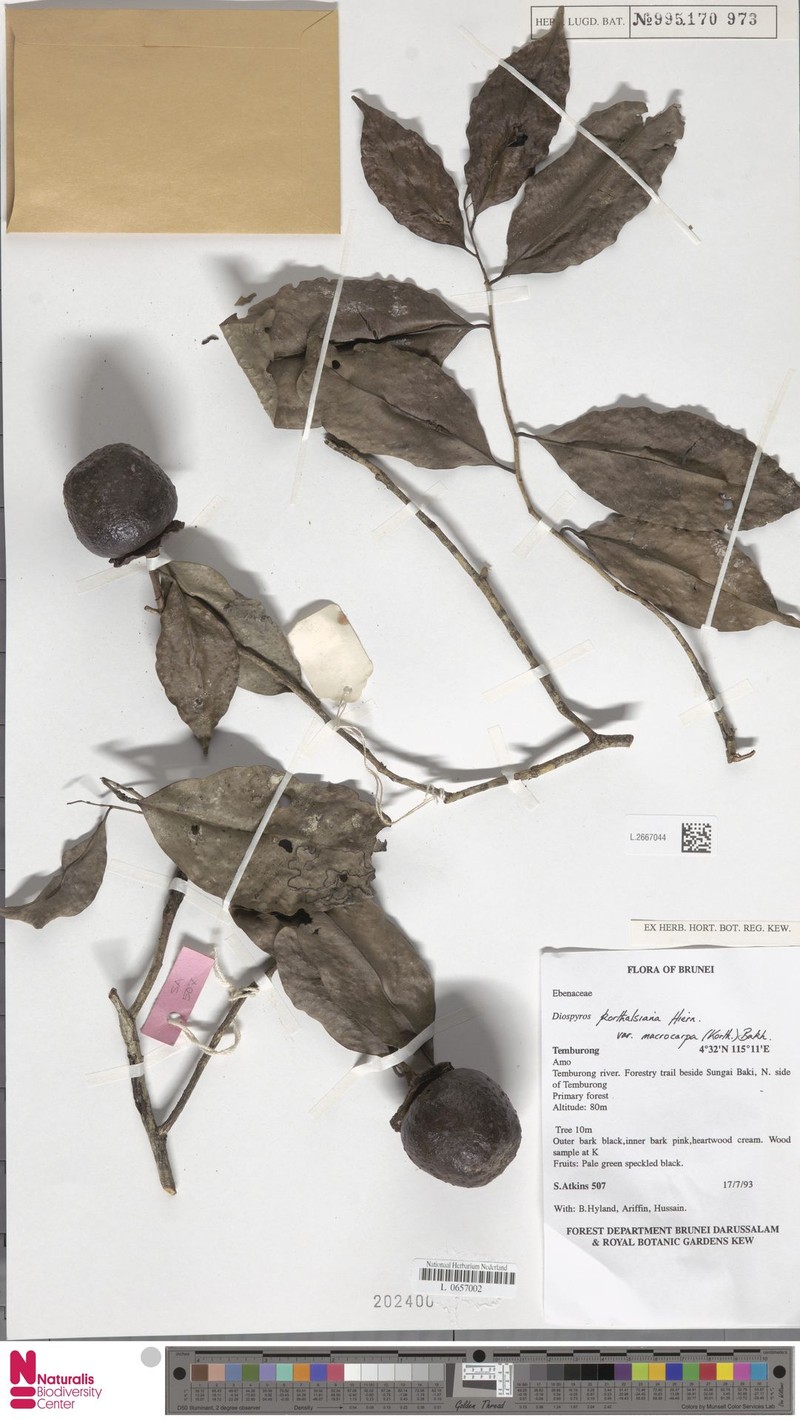 Diospyros korthalsiana photo 5