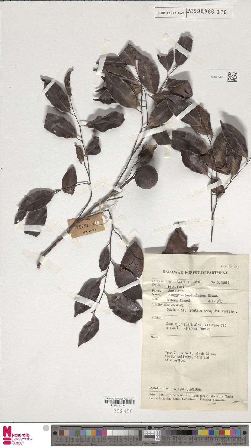Diospyros korthalsiana photo 6