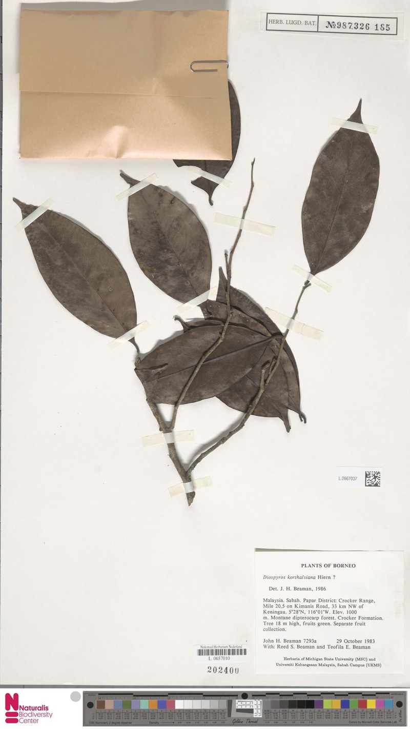Diospyros korthalsiana photo 7