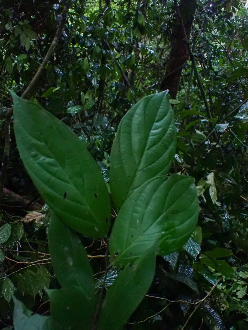 Diospyros korupensis