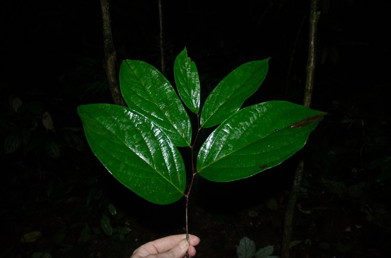 Diospyros korupensis photo 2