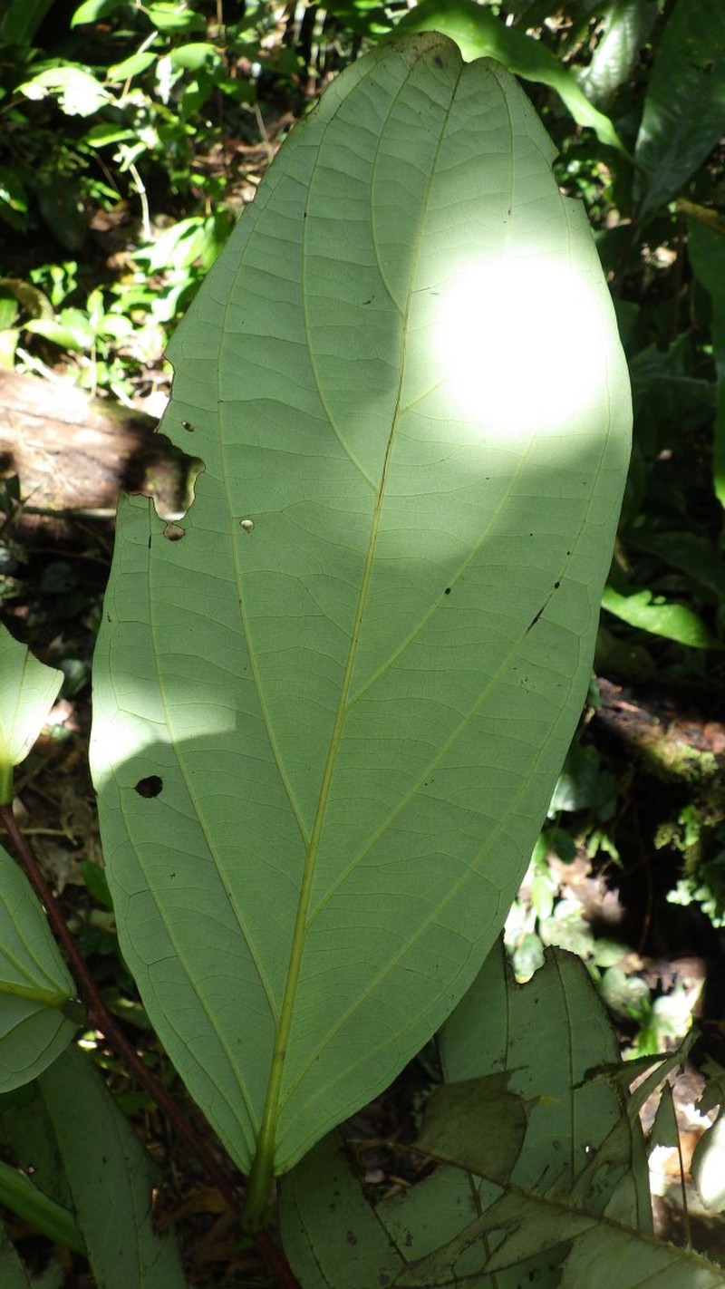 Diospyros korupensis photo 3
