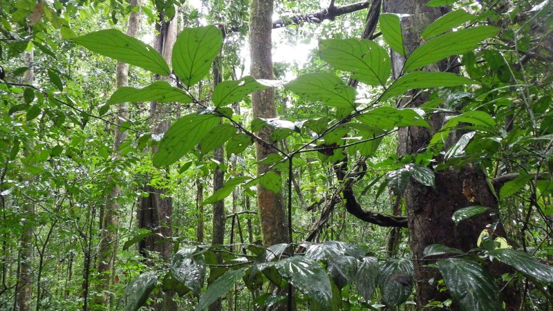 Diospyros korupensis photo 4