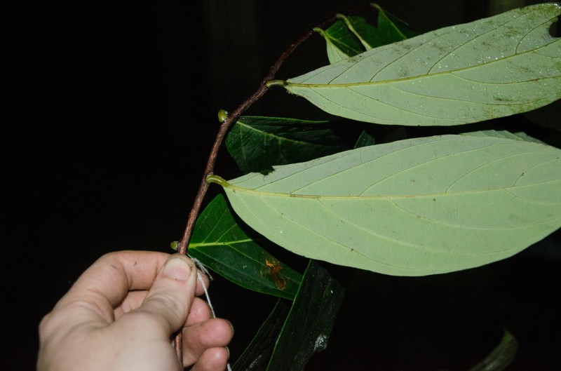 Diospyros korupensis photo 5