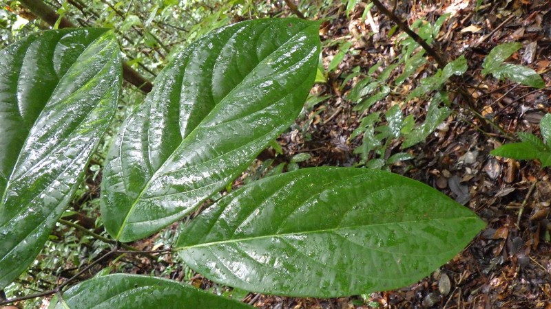 Diospyros korupensis photo 6