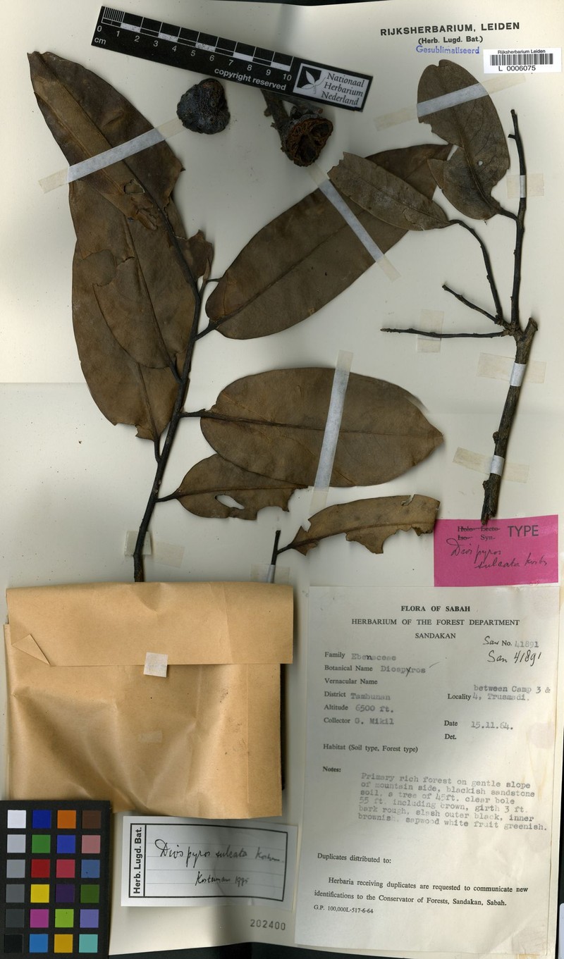 Diospyros kostermansii