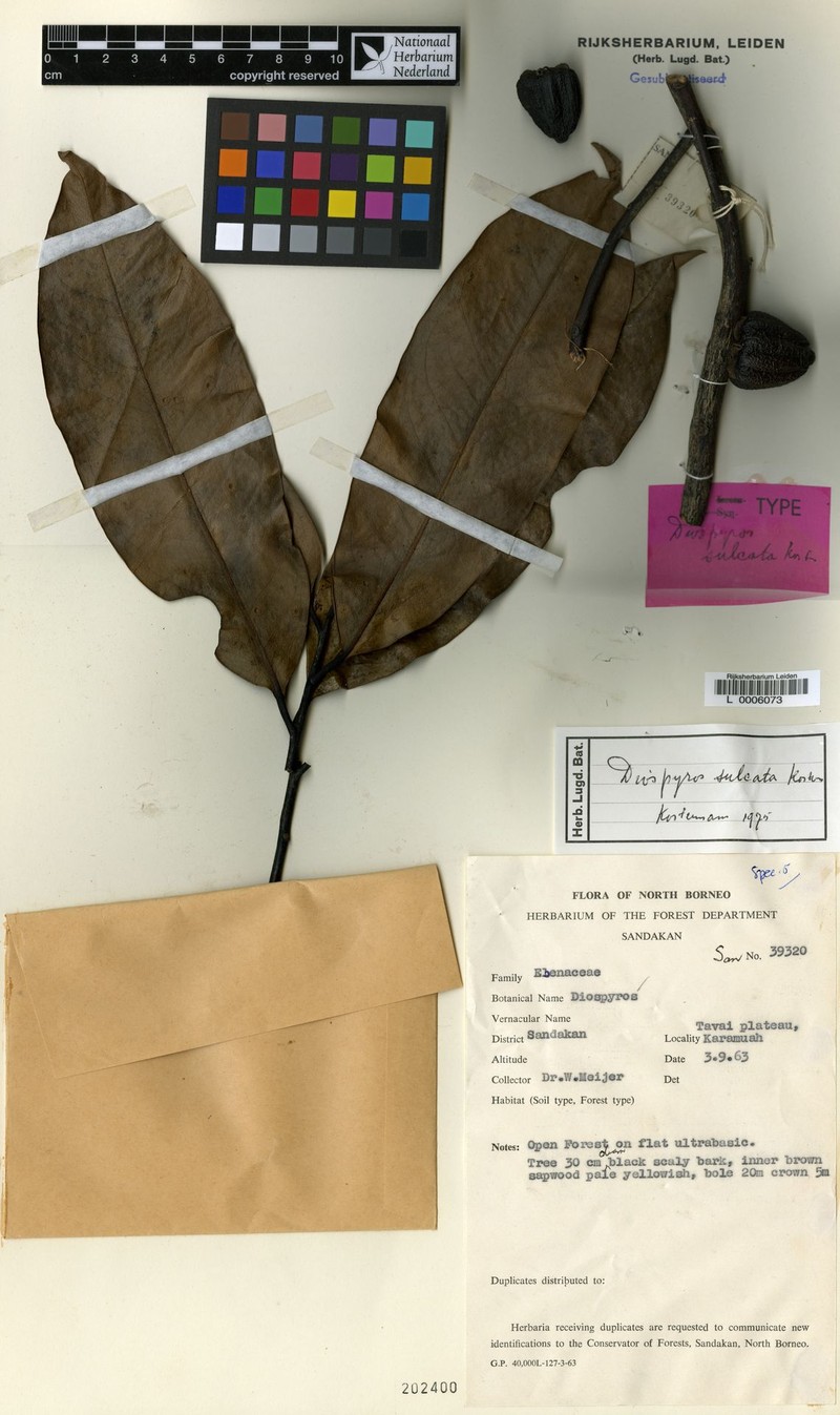 Diospyros kostermansii photo 2