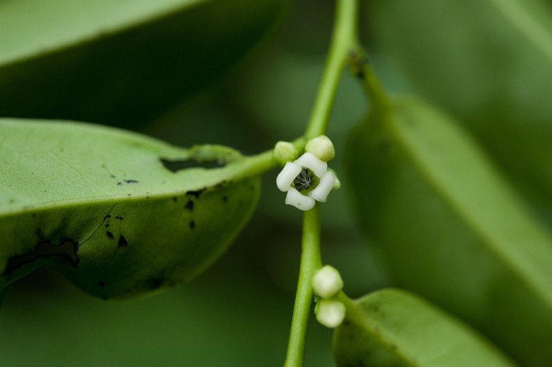 Diospyros kotoensis