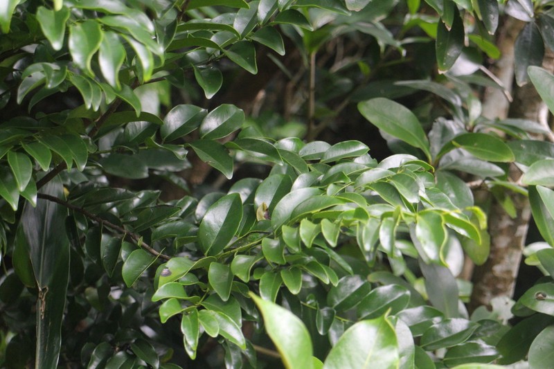 Diospyros kotoensis photo 2