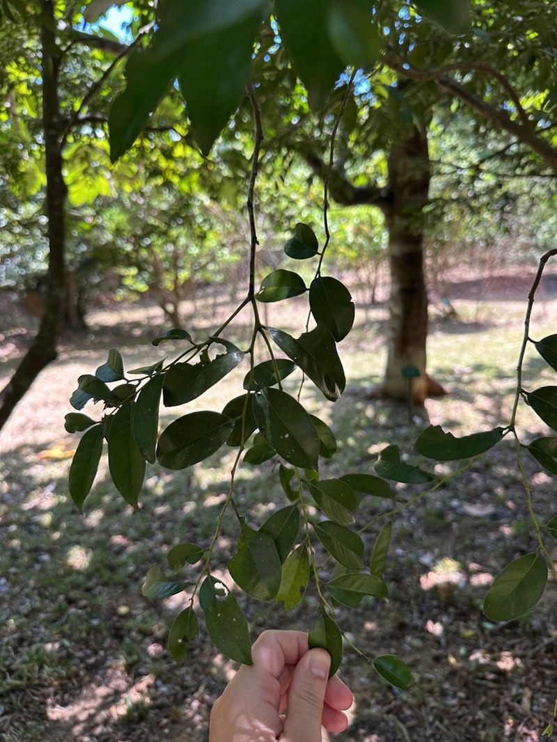 Diospyros kotoensis photo 3