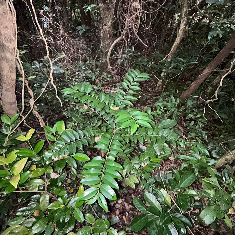 Diospyros kotoensis photo 4