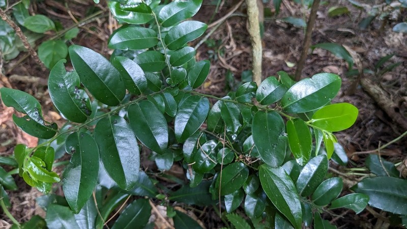 Diospyros kotoensis photo 5