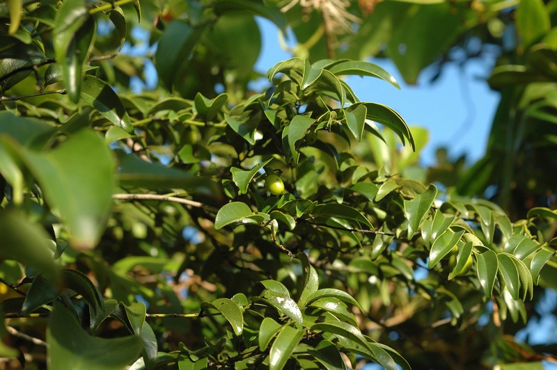 Diospyros kotoensis photo 6