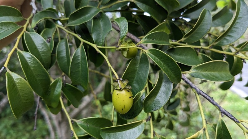 Diospyros kotoensis photo 7