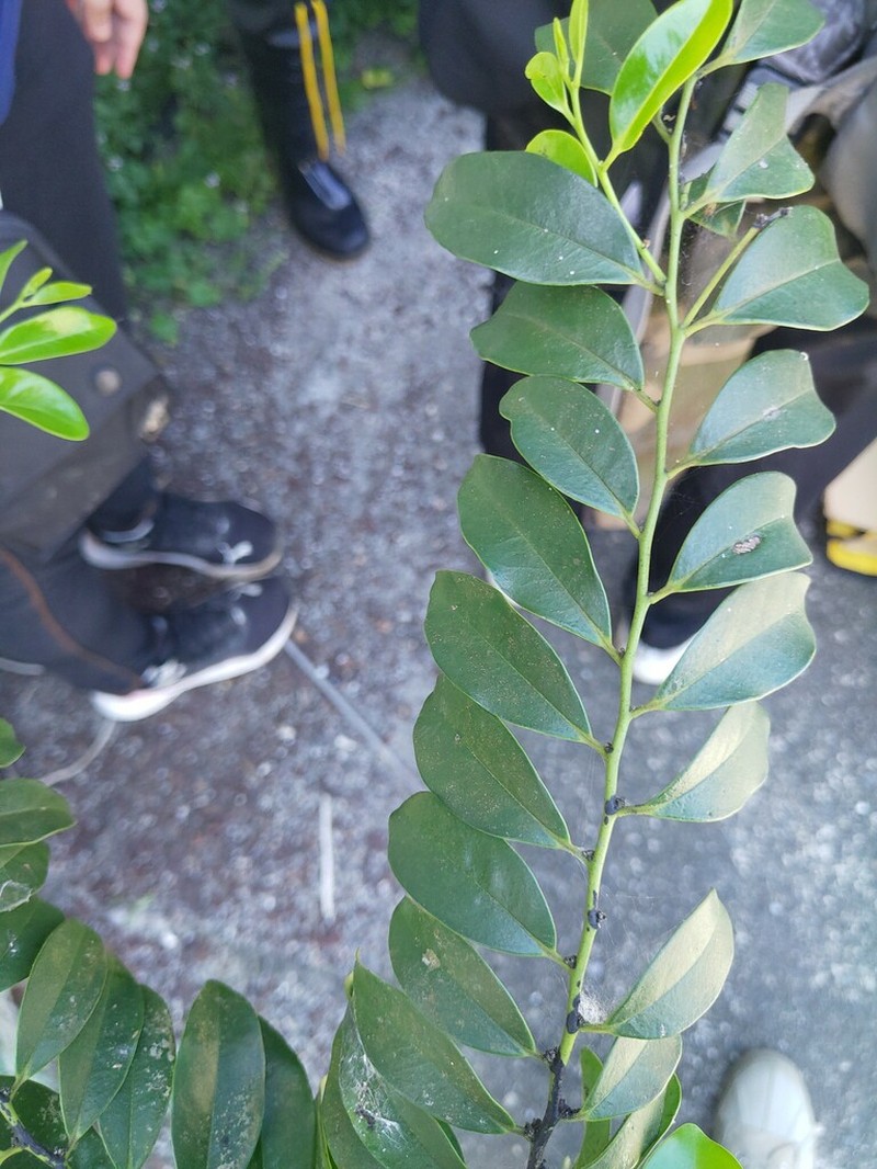 Diospyros kotoensis photo 8