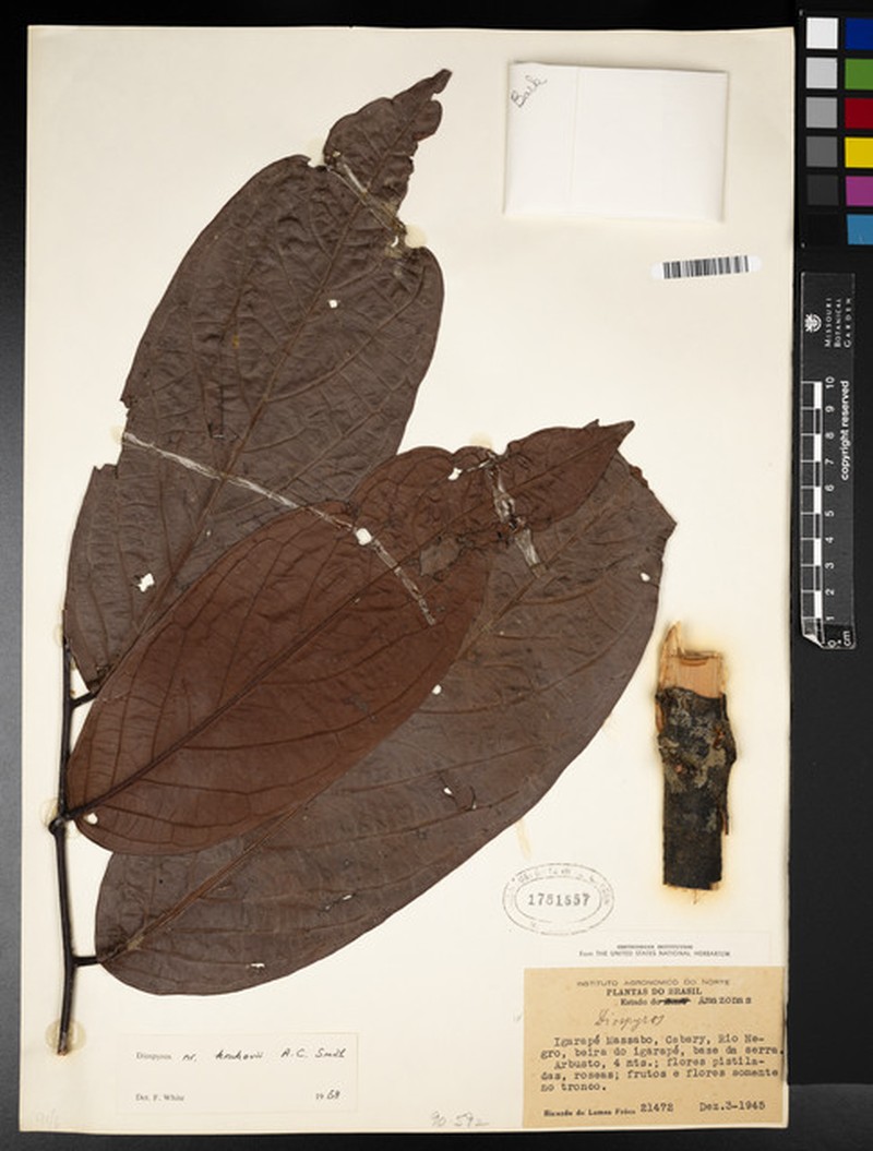 Diospyros krukovii