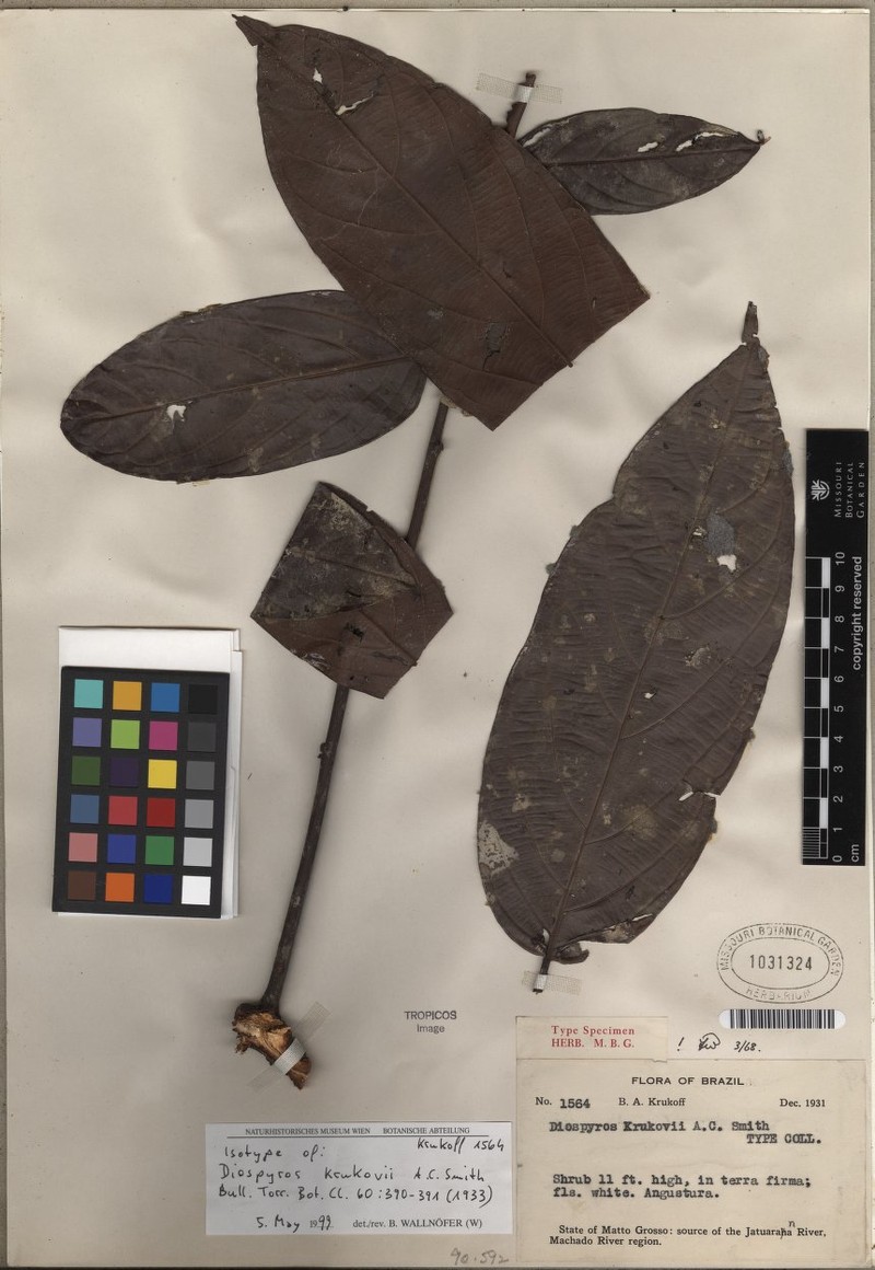 Diospyros krukovii photo 2
