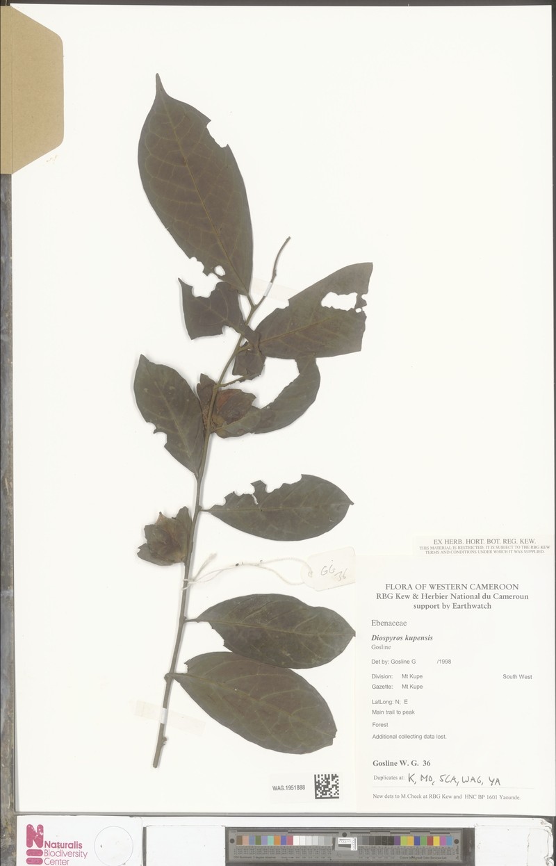 Diospyros kupensis