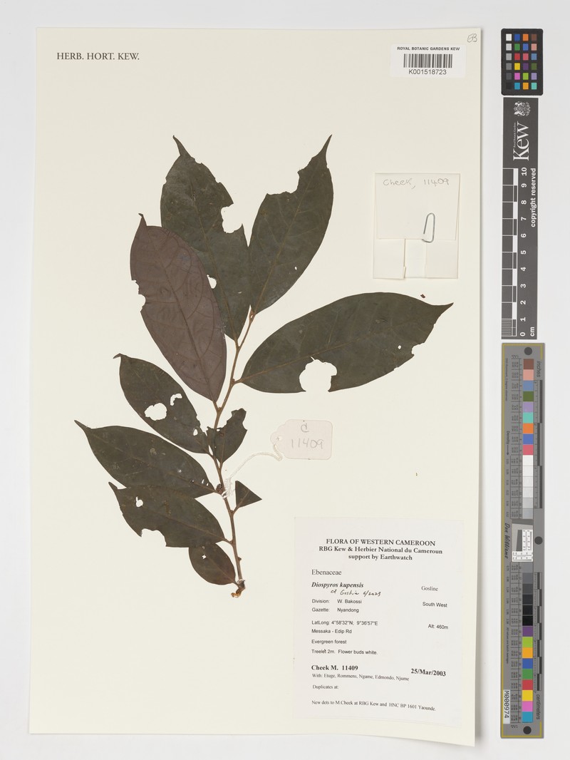 Diospyros kupensis photo 2