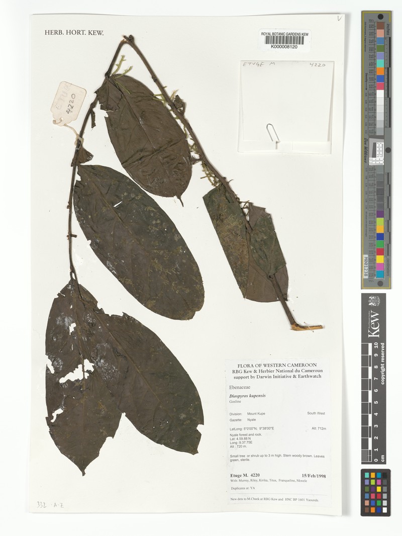 Diospyros kupensis photo 3