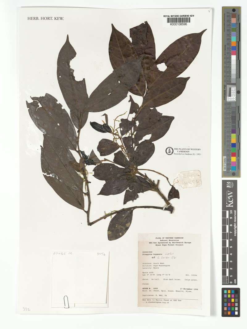 Diospyros kupensis photo 4