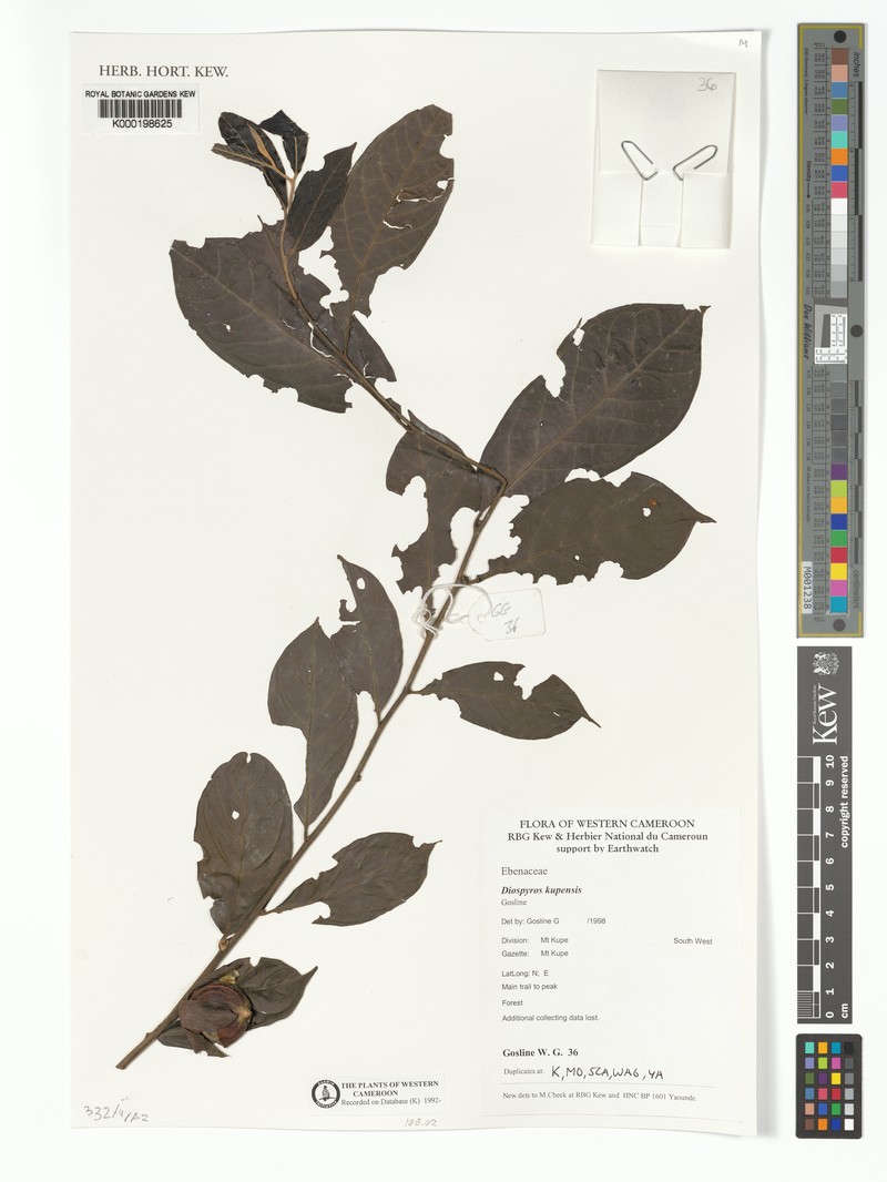 Diospyros kupensis photo 5
