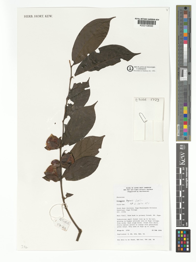 Diospyros kupensis photo 7